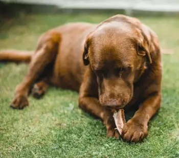 chien devorant friandises crocs mastication & alimentation saine