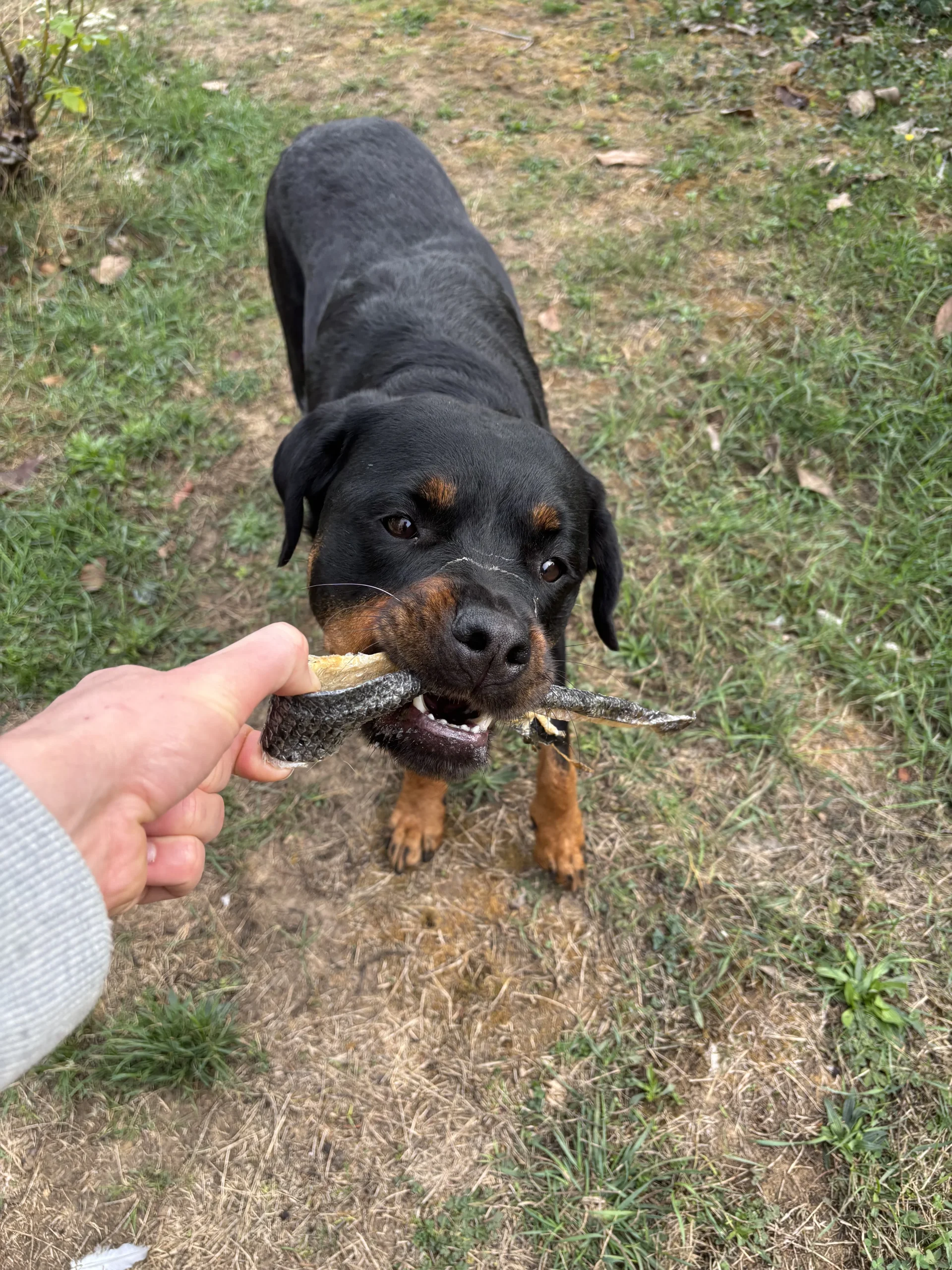 chien mange friandises peau de poisson chien mange friandises peau de poisson
