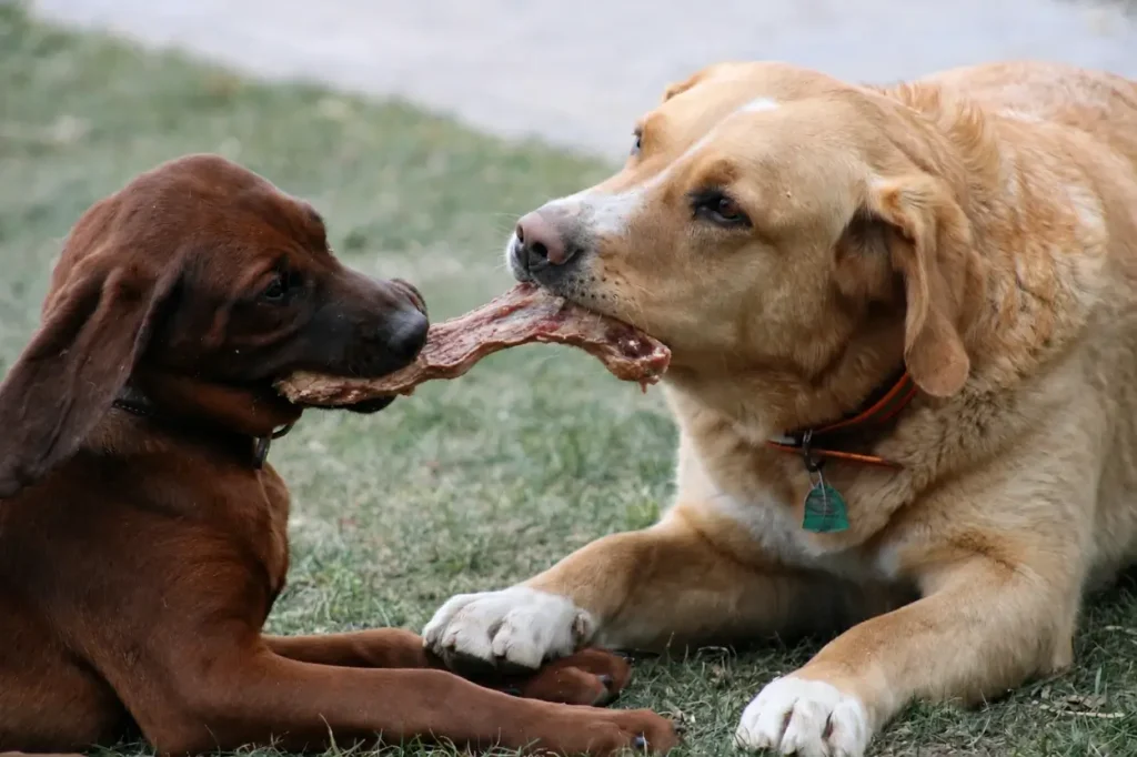 friandises naturelles chien mastication bienfait