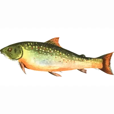 friandises poisson mastication naturelles