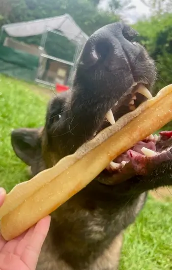 chien devorant friandise fromage produit naturel recompense