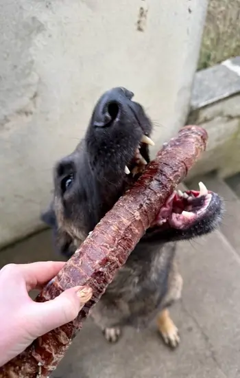chien mastiquant cou volaille snack naturel longue duree
