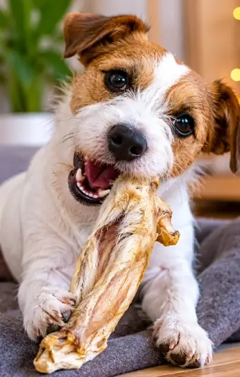 chien vif mangeant friandise naturelles cou de poulet