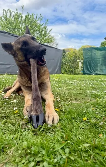 gros chien devorant patte chevreuil, nutritif, hygiène dentaire