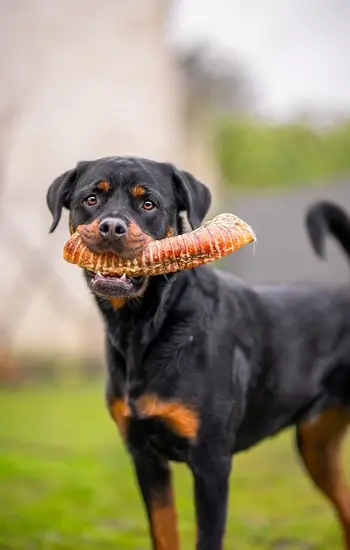 molosse content friandise corne bois cerf dans la gueule du chien