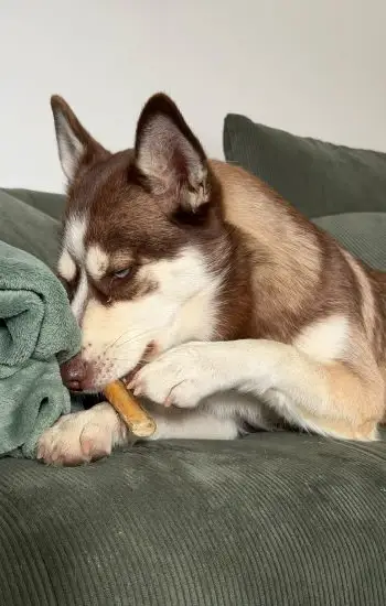 husky devorant friandises crocs mastiq
