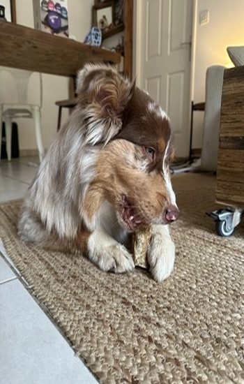 chien qui dévore une friandises appétante 2