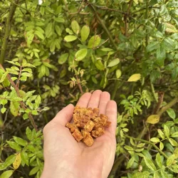 friandise naturel pour chien