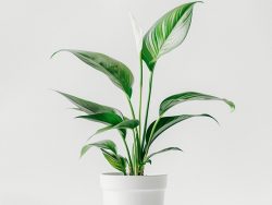 product 06